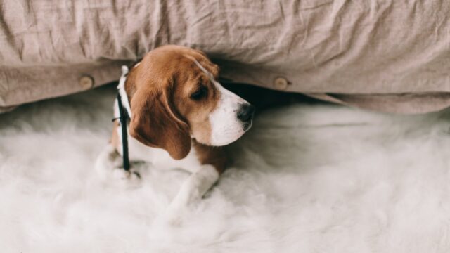 beagle lying down