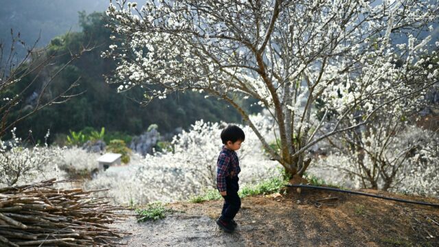 a boy walking near a cherry blossom tree