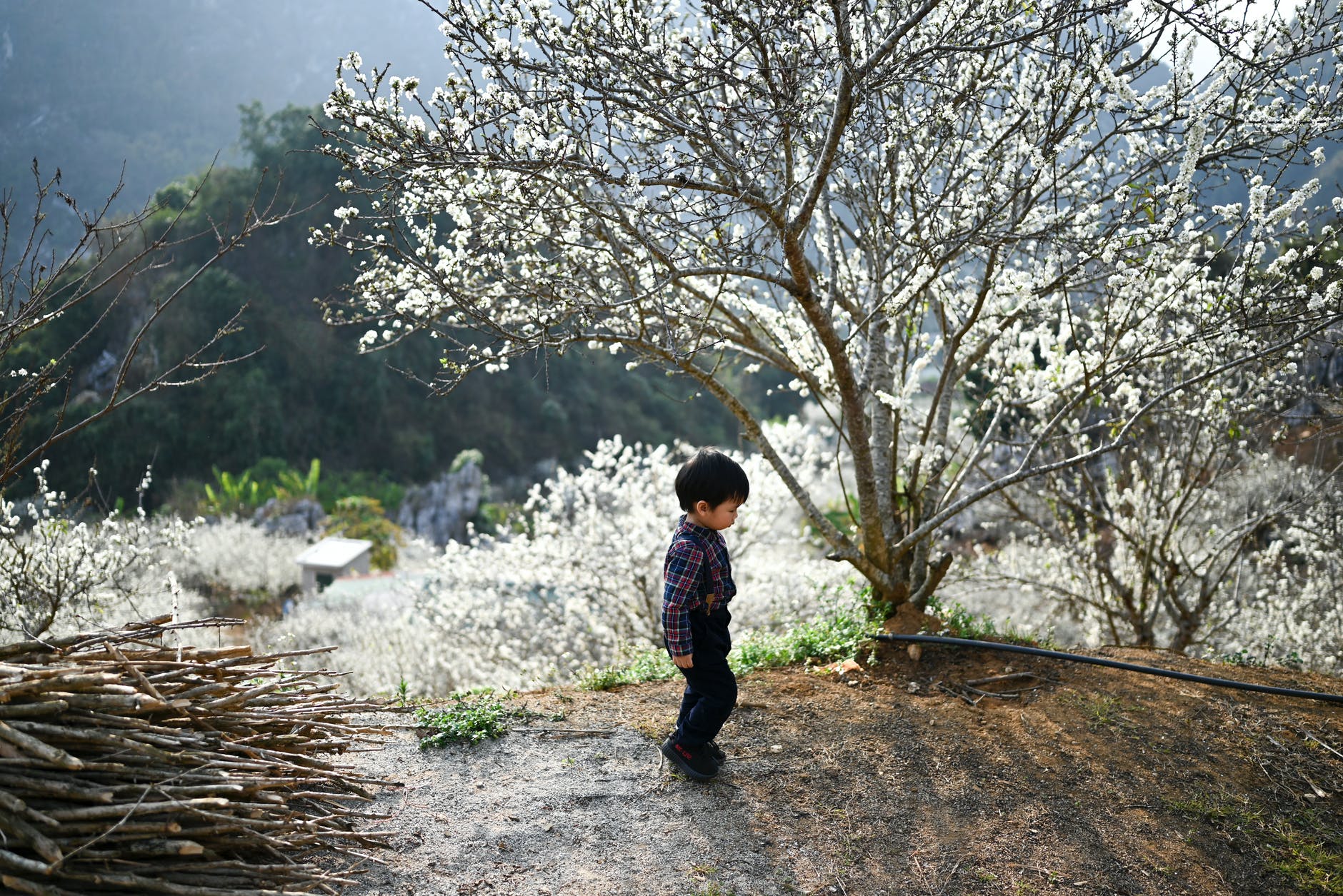a boy walking near a cherry blossom tree